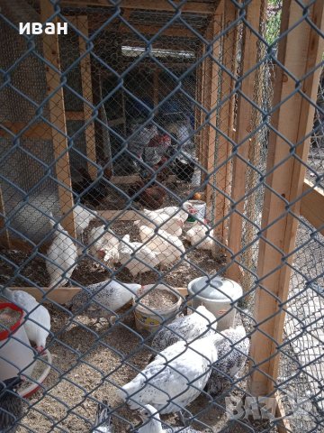 Петел Бяло Брезе на близо 5м., снимка 2 - други­ - 40421213