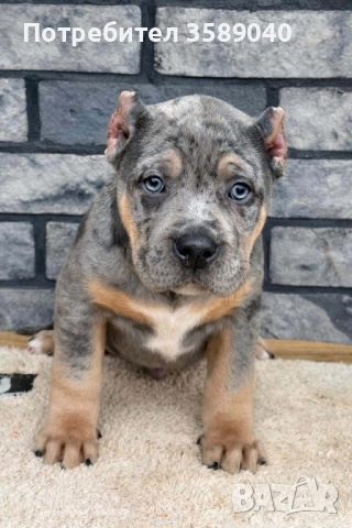 American Bully XL, снимка 5 - Други - 52942066