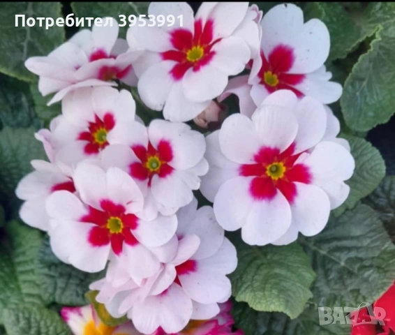 Иглика ароматна студоустойчива , снимка 2 - Градински цветя и растения - 53575530