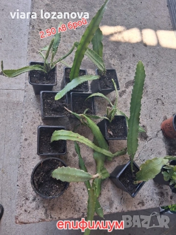 Различни цветя, снимка 9 - Стайни растения - 53278464