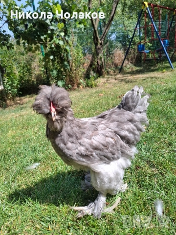 Петлета , снимка 3 - Кокошки и пуйки - 51811269