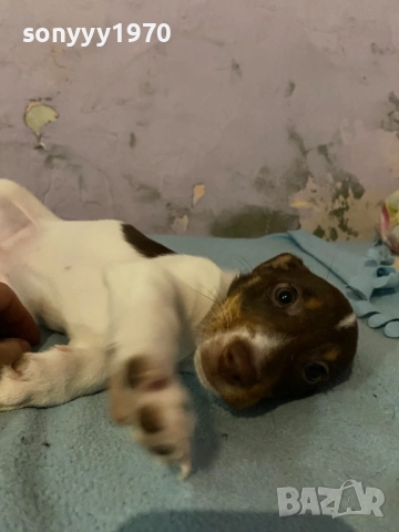 ДЖАК РЪСЕЛ БЕБЕТА 1210251006, снимка 4 - Джак ръсел териер - 52024674