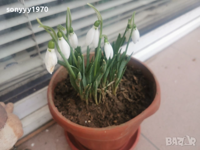 ЛОТ ОТ КОКИЧЕТА-ГРЪМ В САКСИЯ И ЛУКОВИЦИ 0702261803, снимка 4 - Градински цветя и растения - 53394722