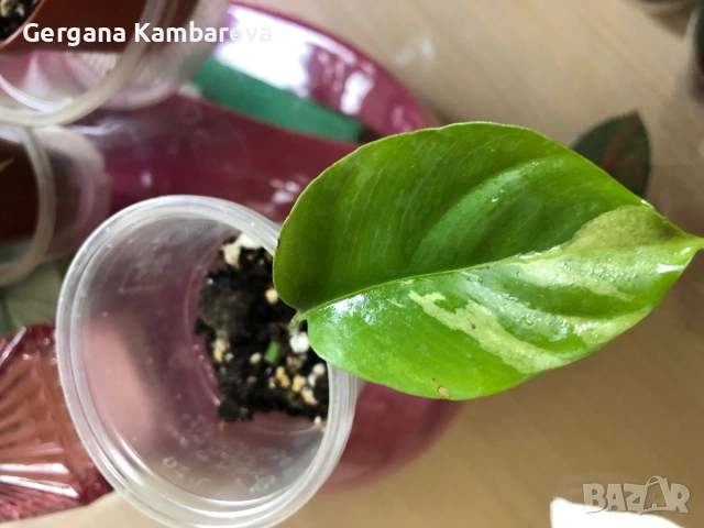 Rhaphidophora Tetrasperma Albo Variegata , снимка 3 - Стайни растения - 53256581