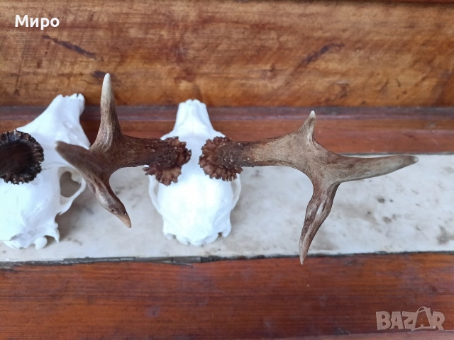 Трофей от сръндаци.Рога.2бр, снимка 5 - Други - 50266079