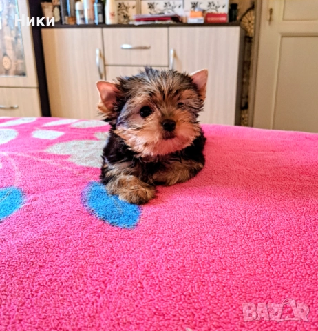 Супер мини йоркширско териерче