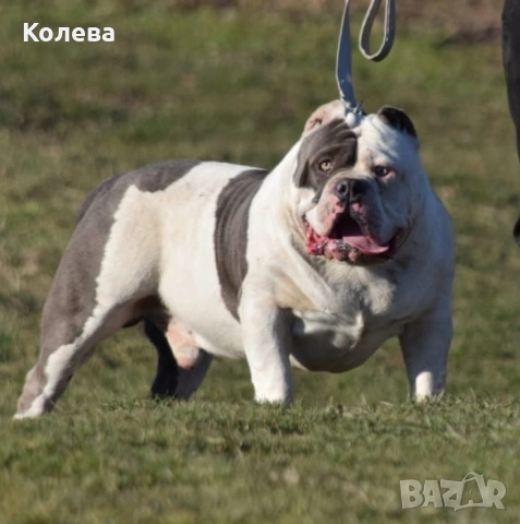 Американско були - мъжки, снимка 3 - Други - 53505493