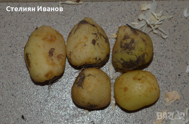 Хиацинтоидес, лъжезюмбюл – бял (Hyacinthoides non-scripta 'Alba') – луковици, снимка 2 - Сортови семена и луковици - 52372483