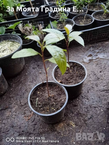 Авокадо разсад , снимка 7 - Градински цветя и растения - 52529785