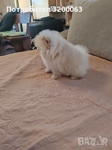 Померан мини мъжко , снимка 5 - Померан - 52826685