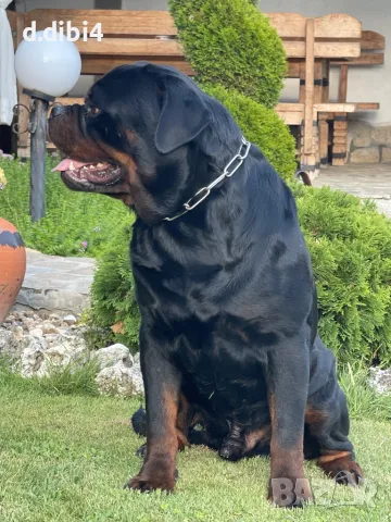 Мъжки за разплод , снимка 2 - Ротвайлер - 48609500