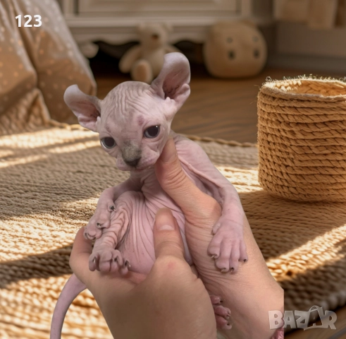 Канадски сфинкс и елф, снимка 5 - Сфинксове - 52148550