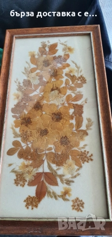 картина хербарий