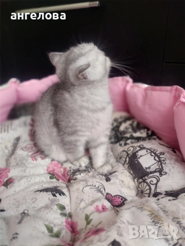 Сребърна чинчила 