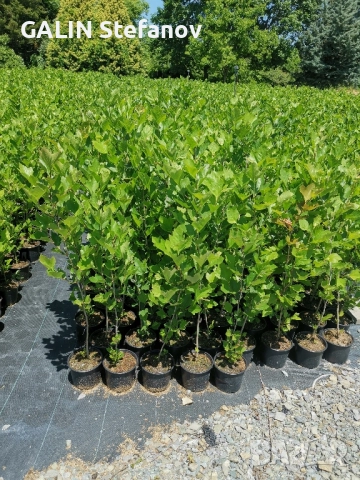 чинар , снимка 2 - Кани - 52430163