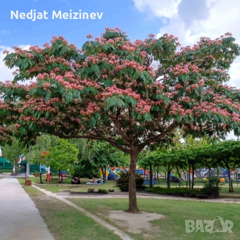 Албиция фиданки, снимка 3 - Градински цветя и растения - 52030801