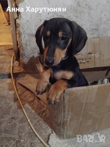 продавам две дакелчета , снимка 3 - Дакели - 52510550