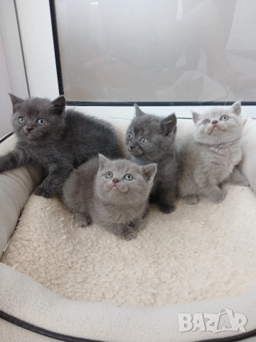 Британски Котета , снимка 6 - Британска късокосместа - 52850556