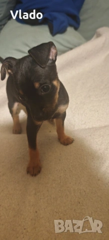 Пинчери ваксинирани с паспорти от 10.02.26г., снимка 7 - Пинчер - 53431751