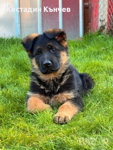 Немско овчарско куче