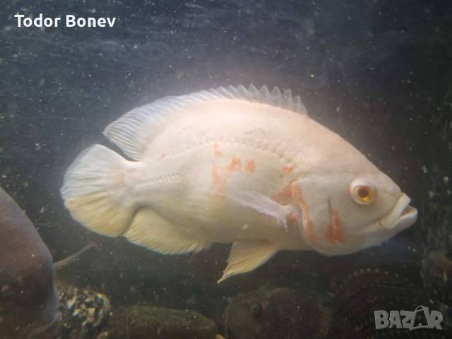 продавам астронатус 