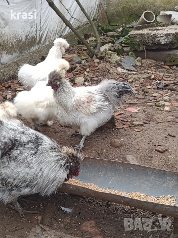 Копринки петлета, снимка 4 - Кокошки и пуйки - 53280544