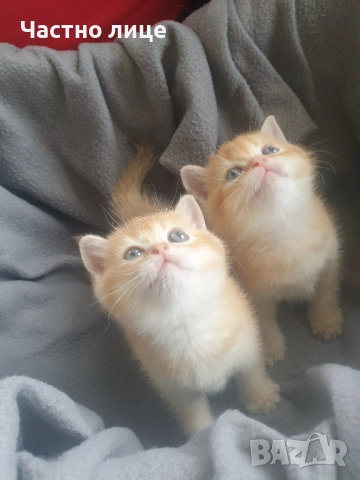 Шотландски котета златна чинчила., снимка 9 - Чинчили - 52171934