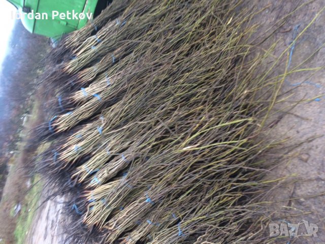 Орехови фиданки, снимка 3 - Разсади - 31385115