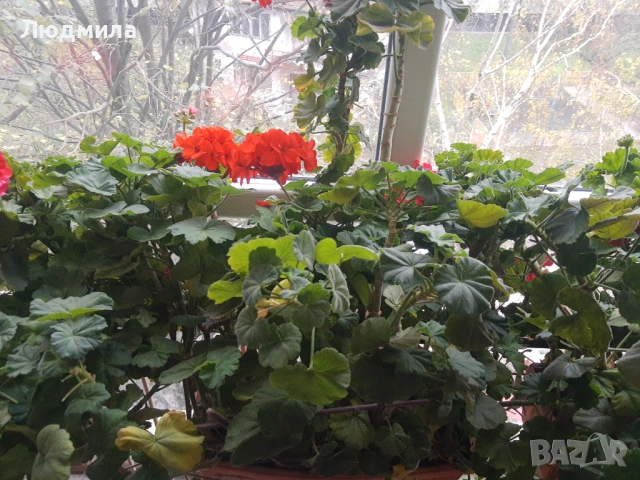 Мушкато,богато,последни бройки,над 10 бр.снимки от днес,цъфтят целог в сандъче                      , снимка 6 - Градински цветя и растения - 52723597