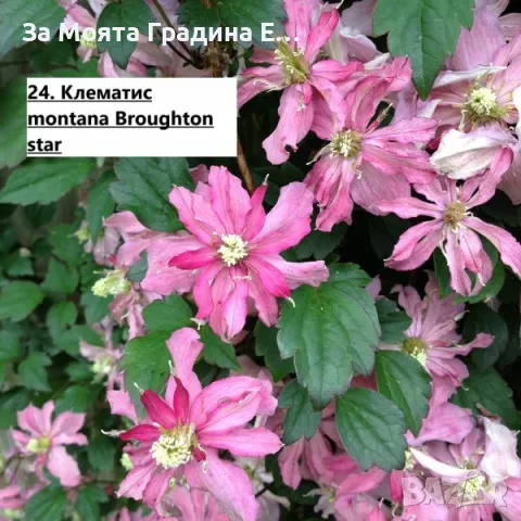 Клематис 2 , снимка 12 - Градински цветя и растения - 49761035