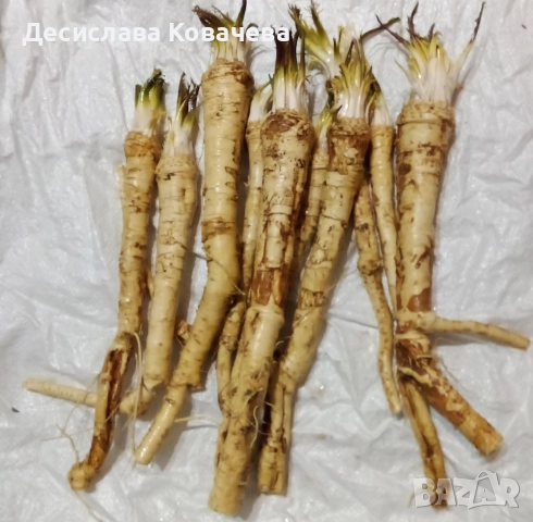 продавам пресен хрян 
