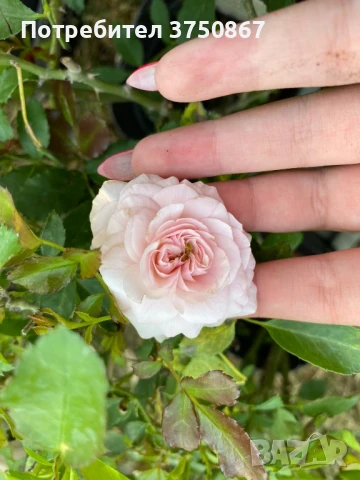 🌹 РОЗА 🌹 Larissa® rose 🌹, снимка 9 - Градински цветя и растения - 51138616