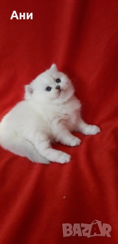 Най,Най Сладките Бебчета.Британски Белички със Сини Очички, снимка 5 - Британска късокосместа - 52529058