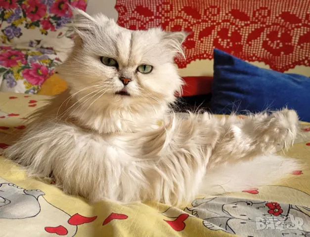 Сребърна чинчила, британска дългокосместа котка, коте, котенце, снимка 5 - Чинчили - 48835916