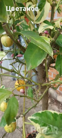 Вариегатен лимон, снимка 3 - Стайни растения - 49923551