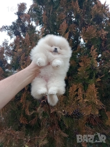 Женски Померан. Реални снимки от днес , снимка 4 - Померан - 53210242