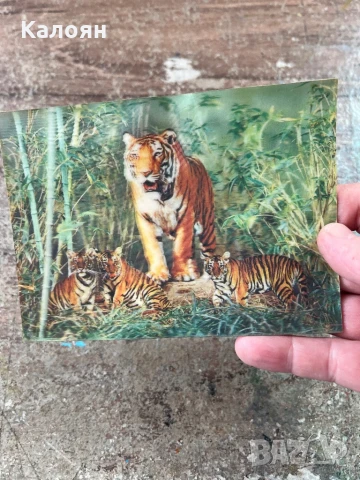 Стерео картичка с тигри - японска , снимка 5 - Колекции - 51012026