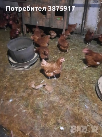 продавам кокошки носачки за яйца