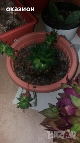 цветя и саксии всички за 25евро, снимка 5 - Градински цветя и растения - 53187917