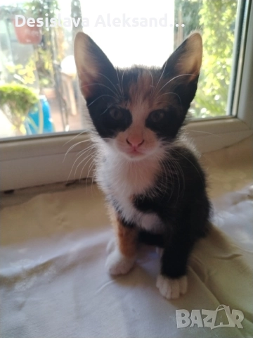 Подарявам много красиви домашни котенца 