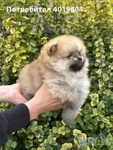 Померан померанчета, снимка 7 - Померан - 52504749