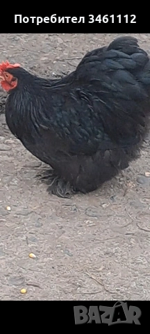 продавам петлета мини кохин 10 бройки може и ярки!, снимка 2 - други­ - 53065894