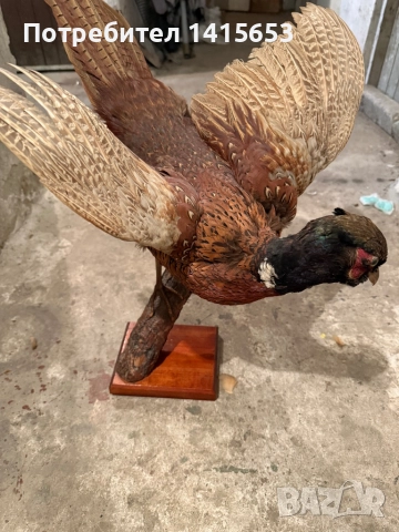 Продавам препариран фазан, снимка 2 - Други ценни предмети - 52925483
