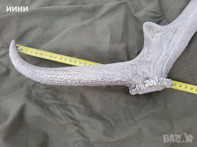 Рог от елен , снимка 5 - Антикварни и старинни предмети - 52128555