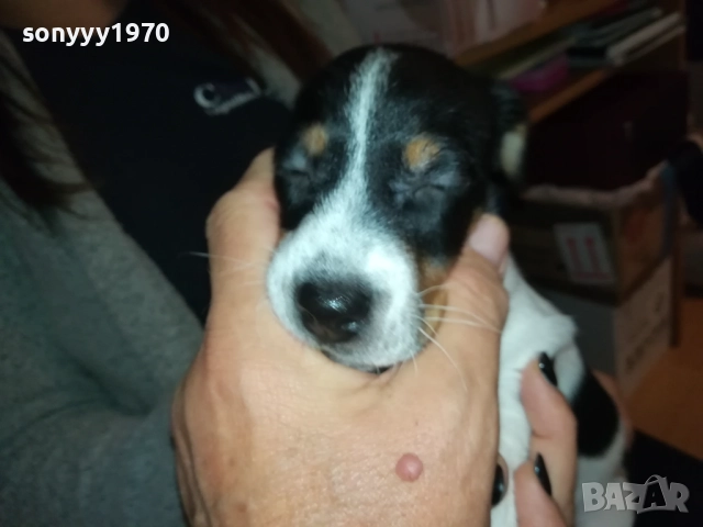 ДЖАК РЪСЕЛ ТЕРИЕР 0510250821, снимка 3 - Джак ръсел териер - 51948696