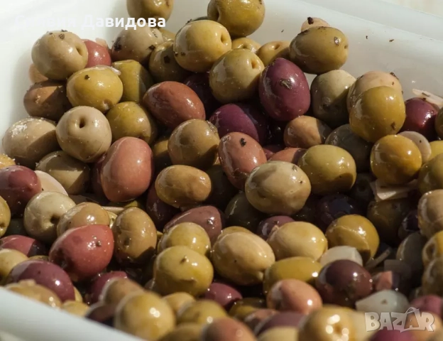 Европейска маслина , снимка 10 - Градински цветя и растения - 51793658