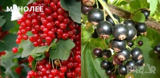 Касис-2 вида