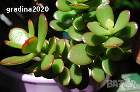 Дървото на Живота Красула, снимка 3 - Разсади - 49214492