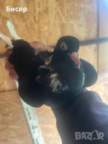 Търговишки гълъби, снимка 7 - Гълъби - 52495923