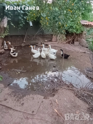 Продавам патици , снимка 6 - други­ - 53399443
